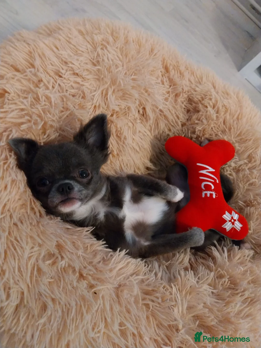 Chihuahua dogs for stud: Chihuahua  in Birmingham - Advert 11