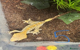 Gecko reptiles for sale: Baby crested geckos Birmingham - Advert 6