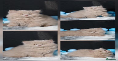 British Longhair cats - Advert 3