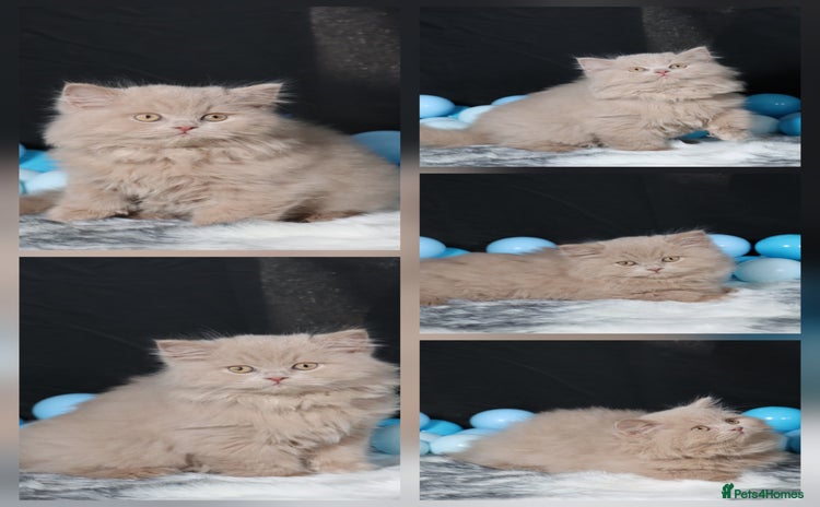 British Longhair cats - Advert 1