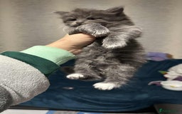 British Longhair cats for sale: 5 little kittens  - Advert 12