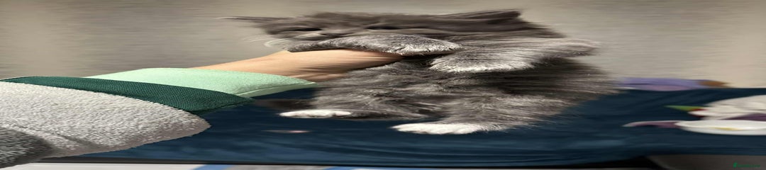 British Longhair Kitten 2