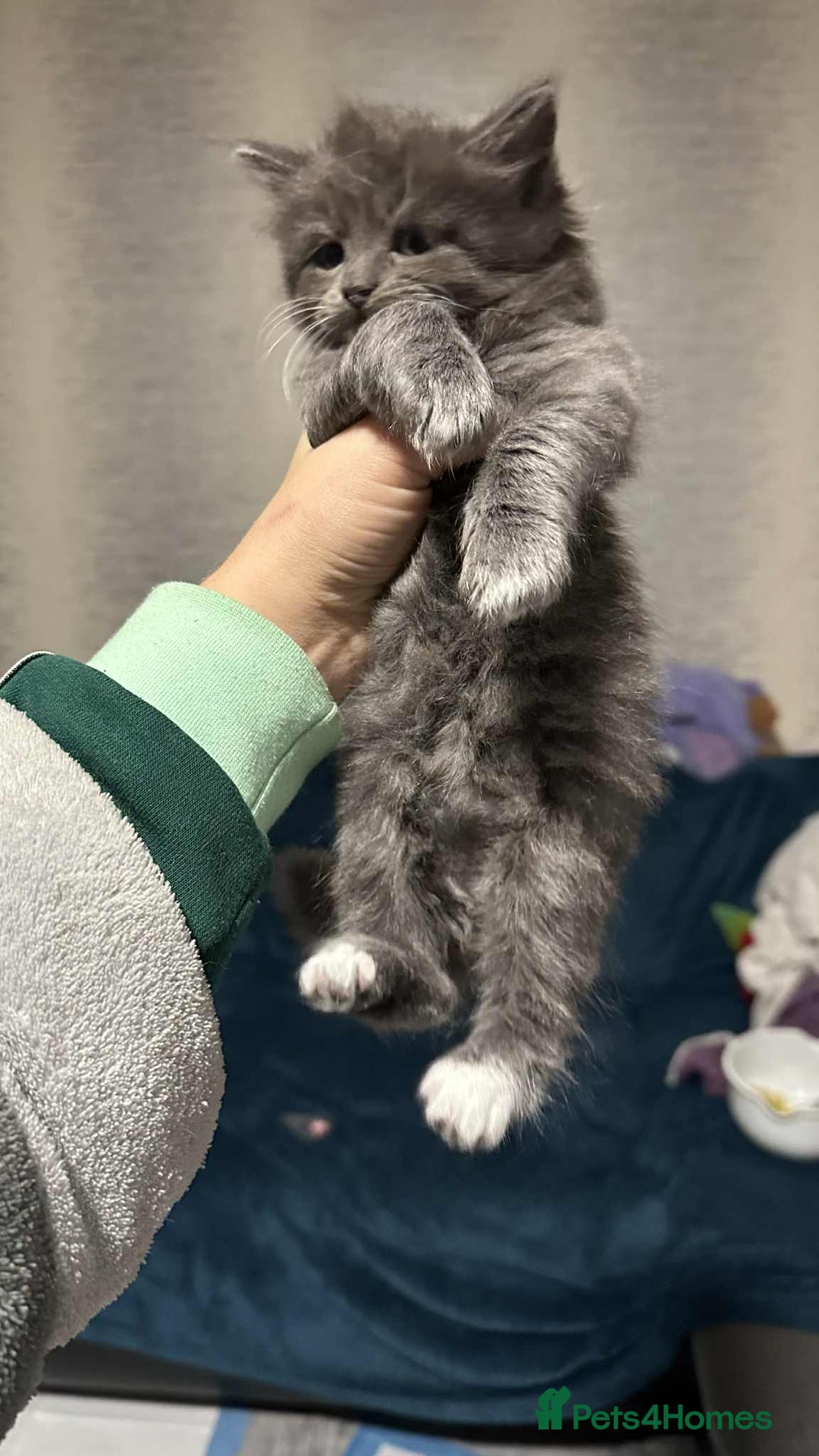 British Longhair cats for sale: 5 little kittens  - Advert 12