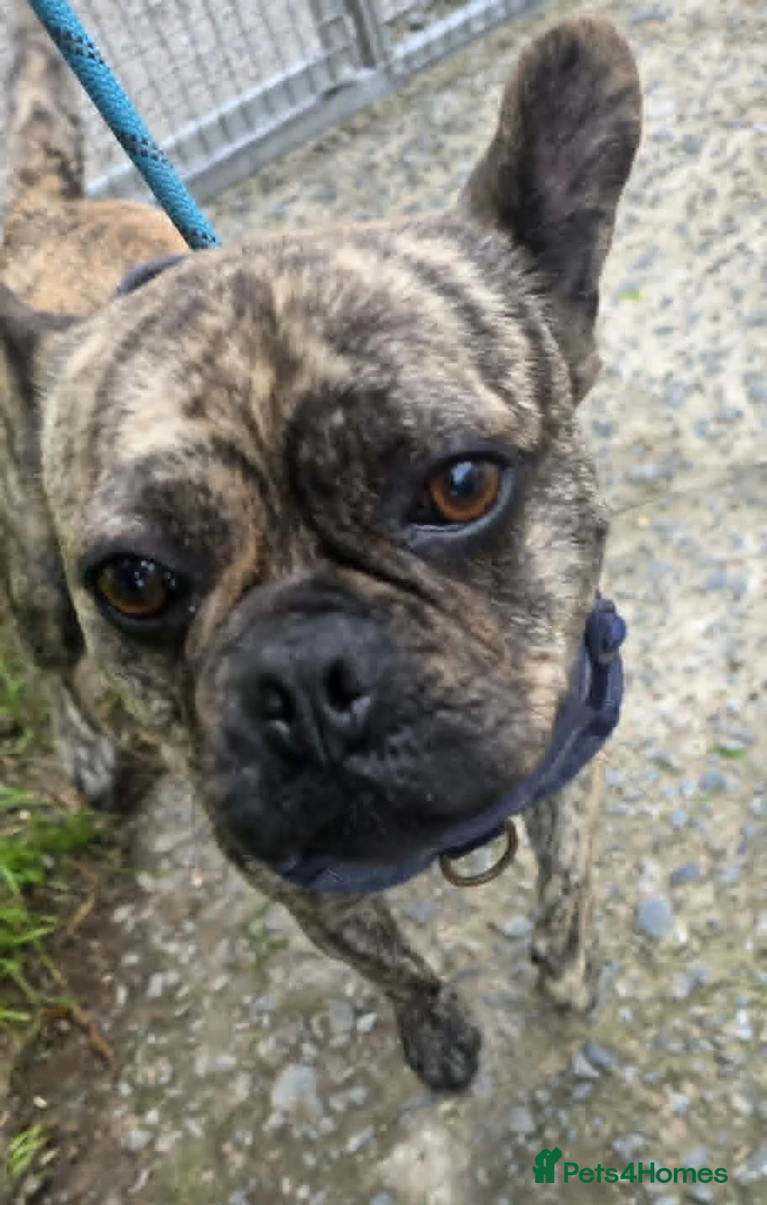 Mixed Breed dogs for adoption: BUDDY 3yr old Pug x French Bulldog - Advert 2