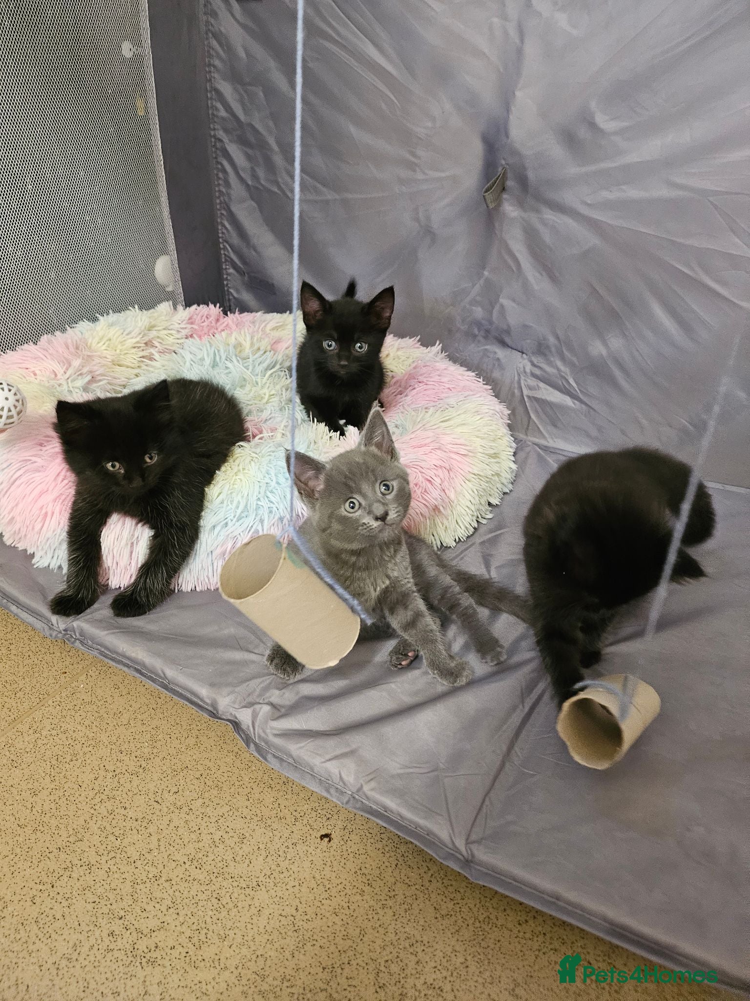 Mixed Breed cats 4 Blue Russian X kittens available  - Advert 1