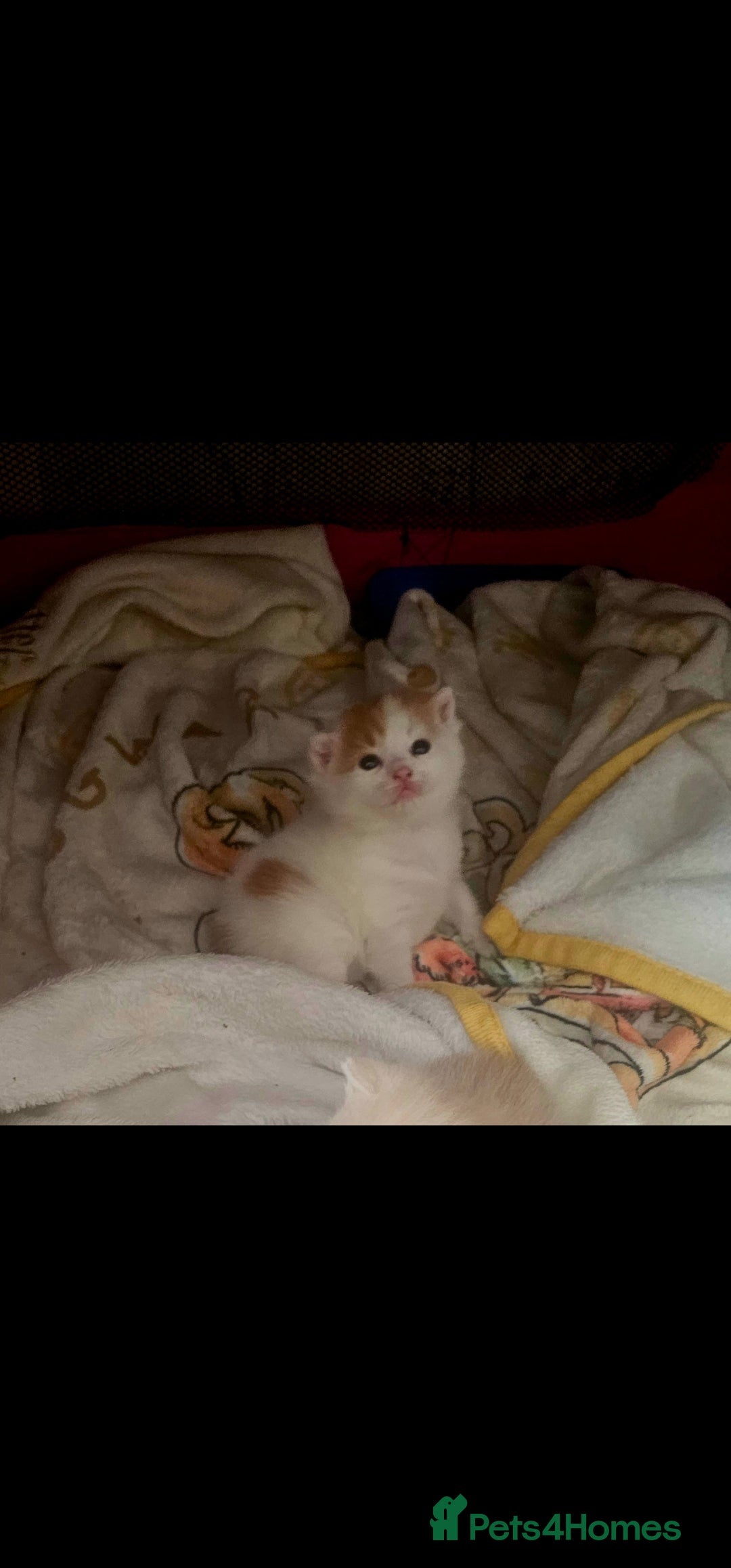Mixed Breed cats for sale: Adorable kittens available  - Image 11