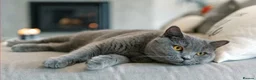 British Shorthair cats for sale: Seeking British shorthair male  - Advert 3