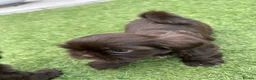 Shih Tzu dogs for sale: Stunning Solid Chocolate Kc Imperial Pups - Advert 6