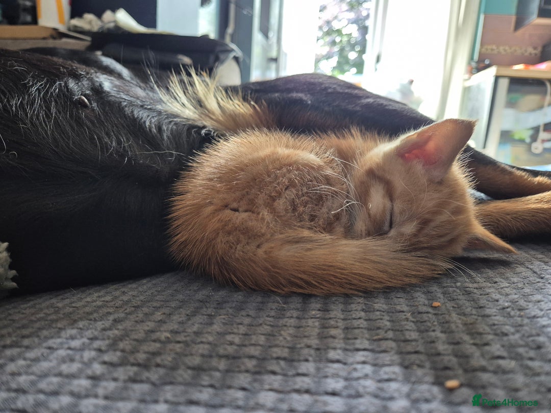 Domestic Shorthair cats for sale: Kittens for sale - Image 15