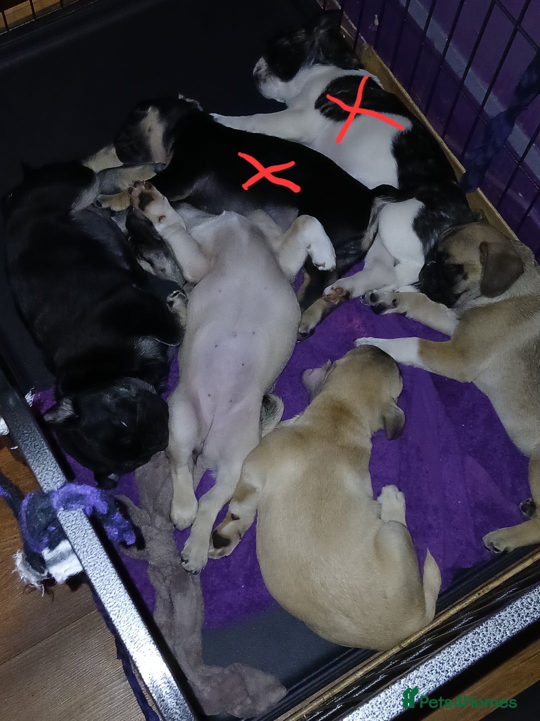 Pug dogs for sale: 4 beautiful Pug puppies for sale. - Image 1