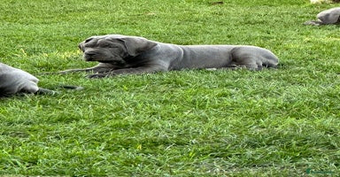 Cane Corso dogs Kingcanecorso litter, stunning traditional corsos - Advert 16