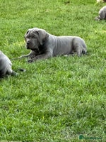 Cane Corso dogs Kingcanecorso litter, stunning traditional corsos - Advert 1