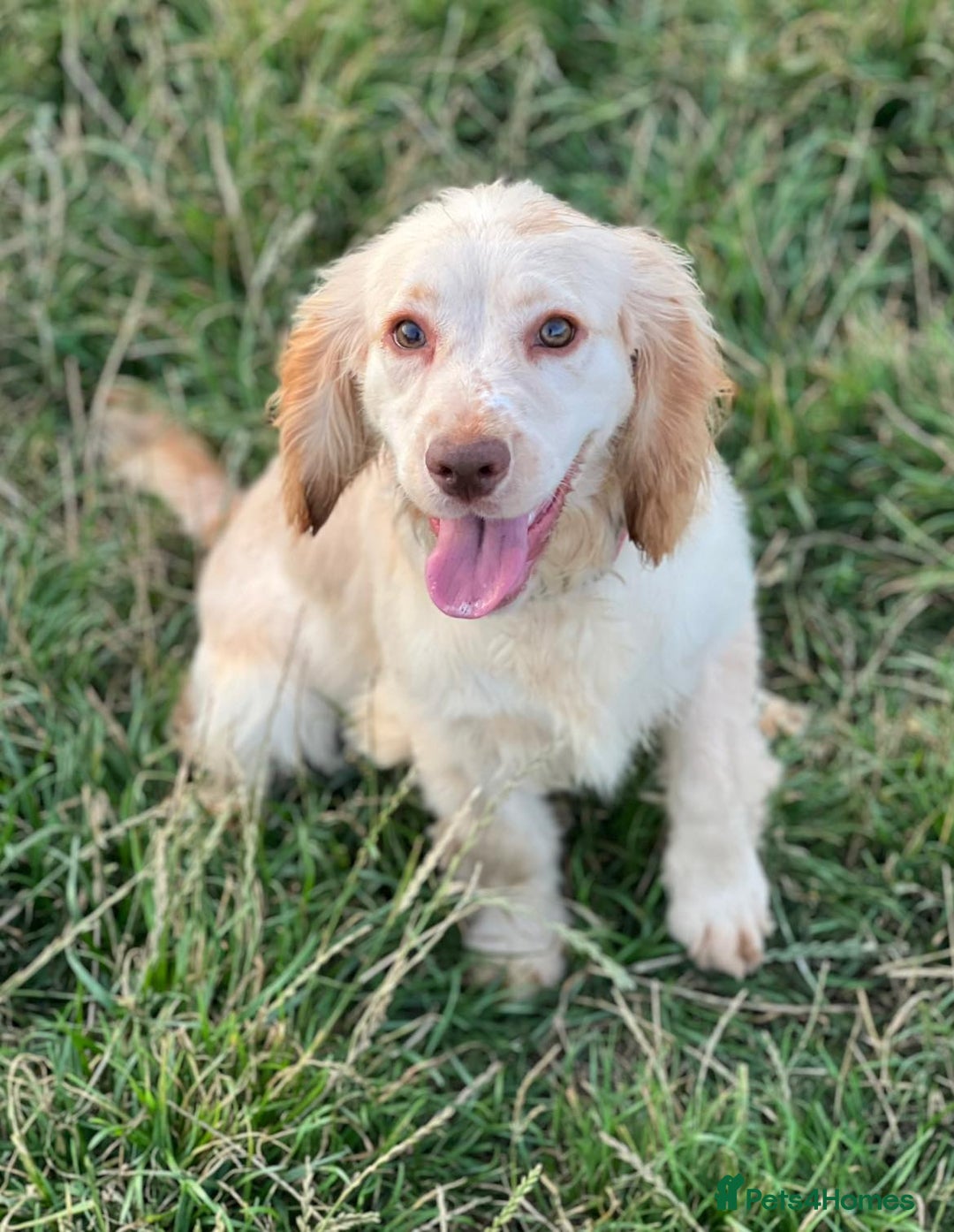 Cocker Spaniel dogs for sale: stunning chocolate and tri kc cocker spaniels - Advert 4