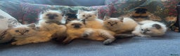 Ragdoll cats for sale: Stunning ragdoll kittens for forever homes  - Advert 1