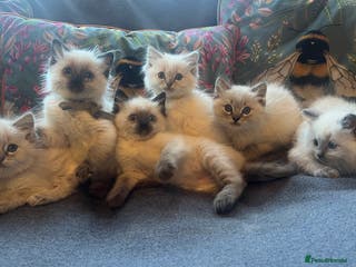 Ragdoll cats Stunning ragdoll kittens for forever homes - Advert 1