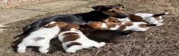Jack Russell dogs for sale: Delightful Miniature Jack Russell Pups - Advert 4