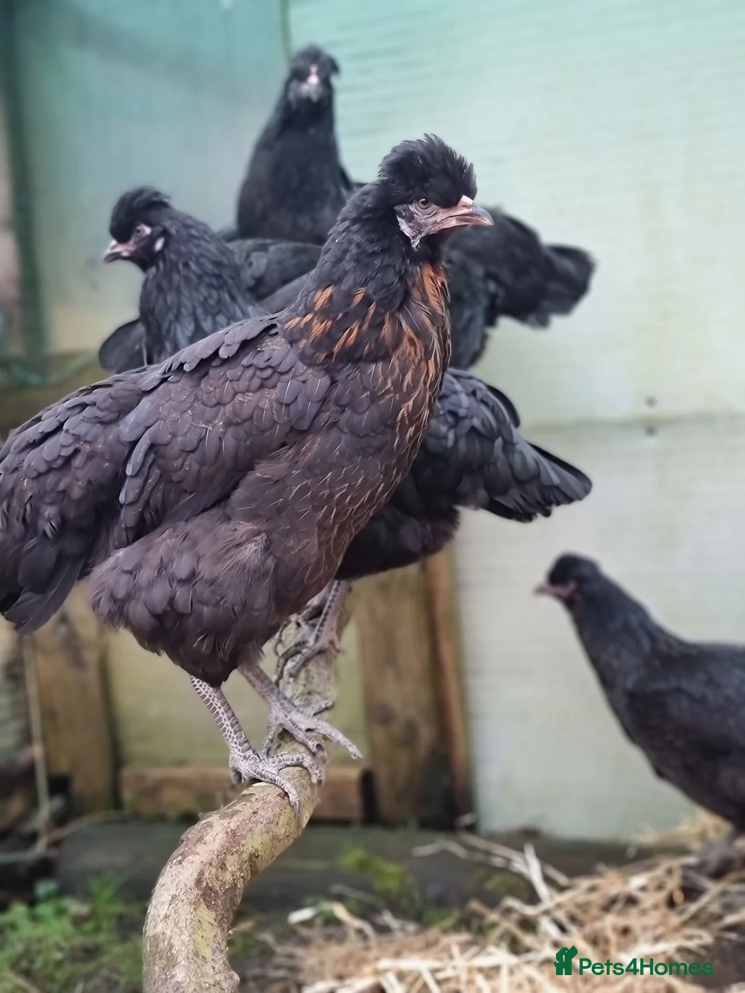 Chickens poultry for sale: Silkies, aracuna, crested rocks, and more - Advert 8