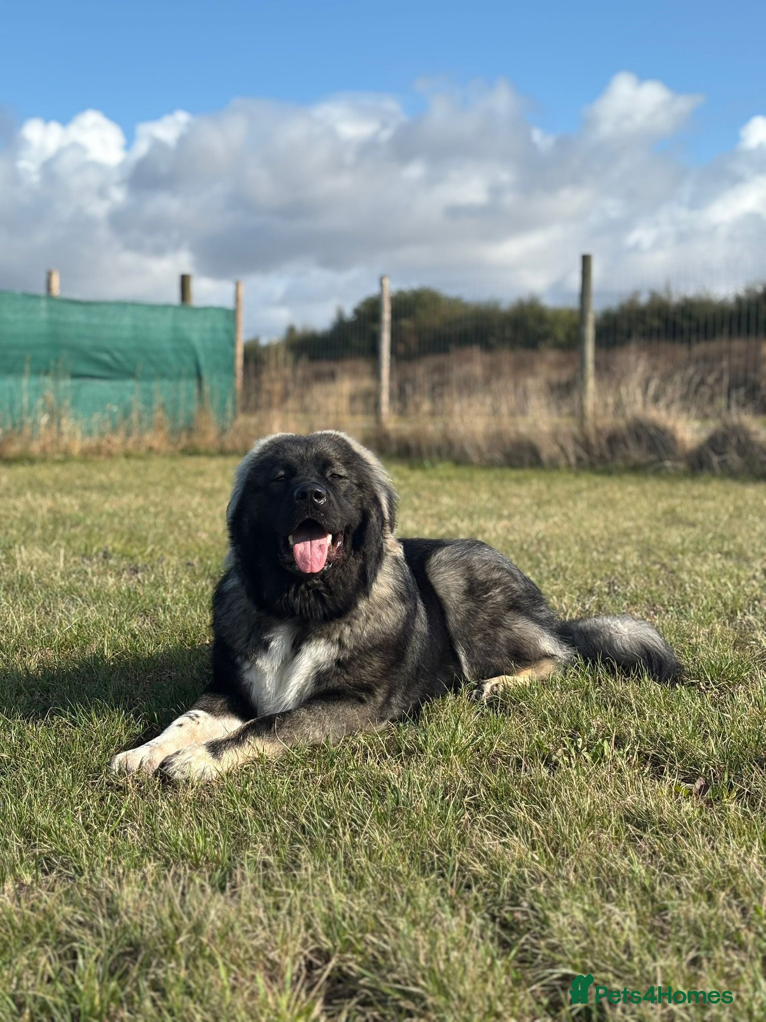 Caucasian Shepherd Dog dogs Loverly  Caucasian shepherd boy 5 months  - Advert 1