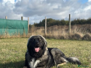Caucasian Shepherd Dog dogs Loverly Caucasian shepherd boy 5 months - Advert 1