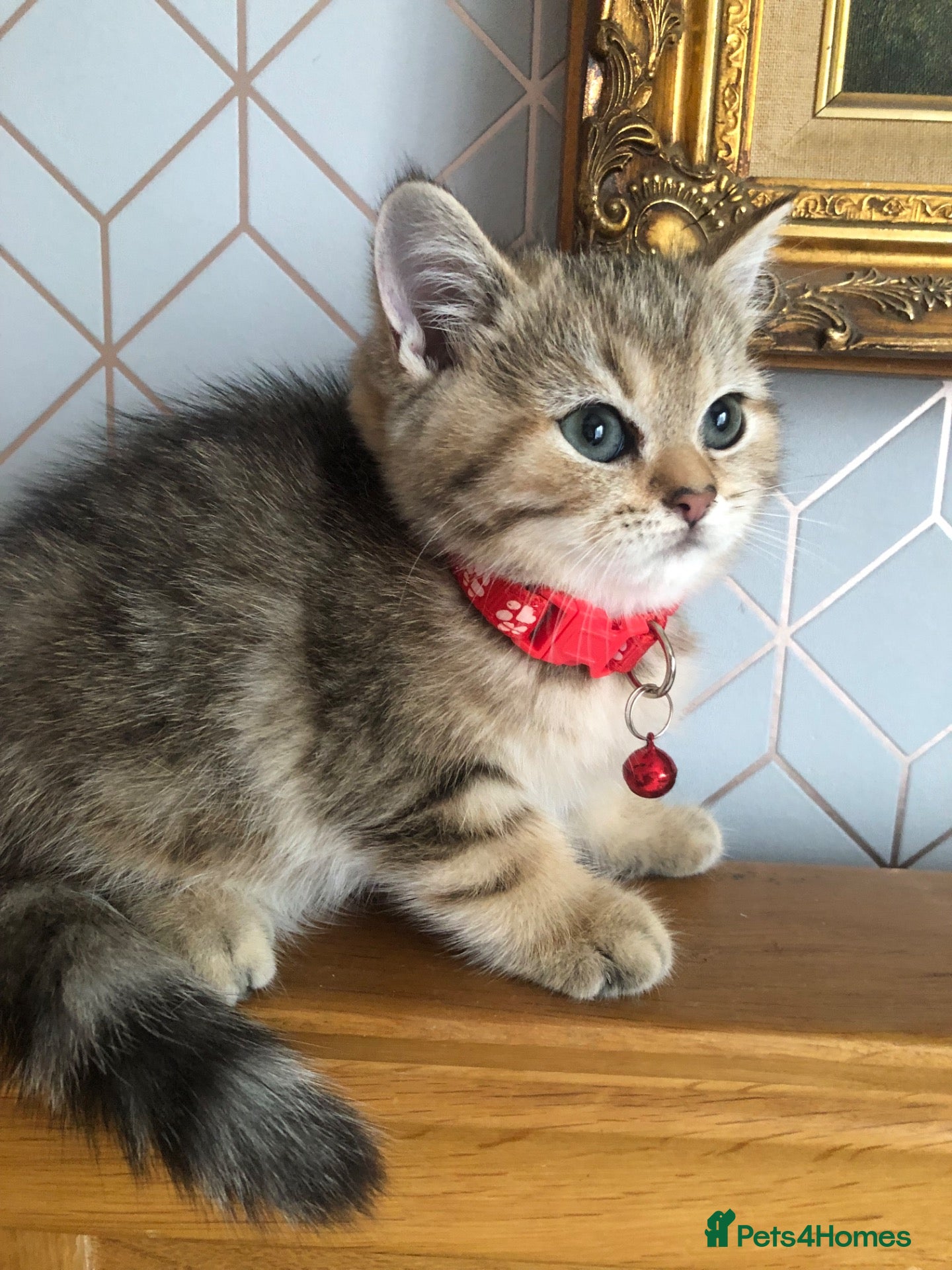 British Shorthair cats British shorthair kittens  - Advert 2