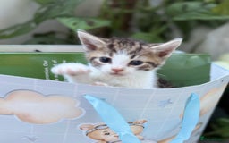 Mixed Breed cats for sale: Beautiful Mixed Breed kittens (plz see description - Image 12