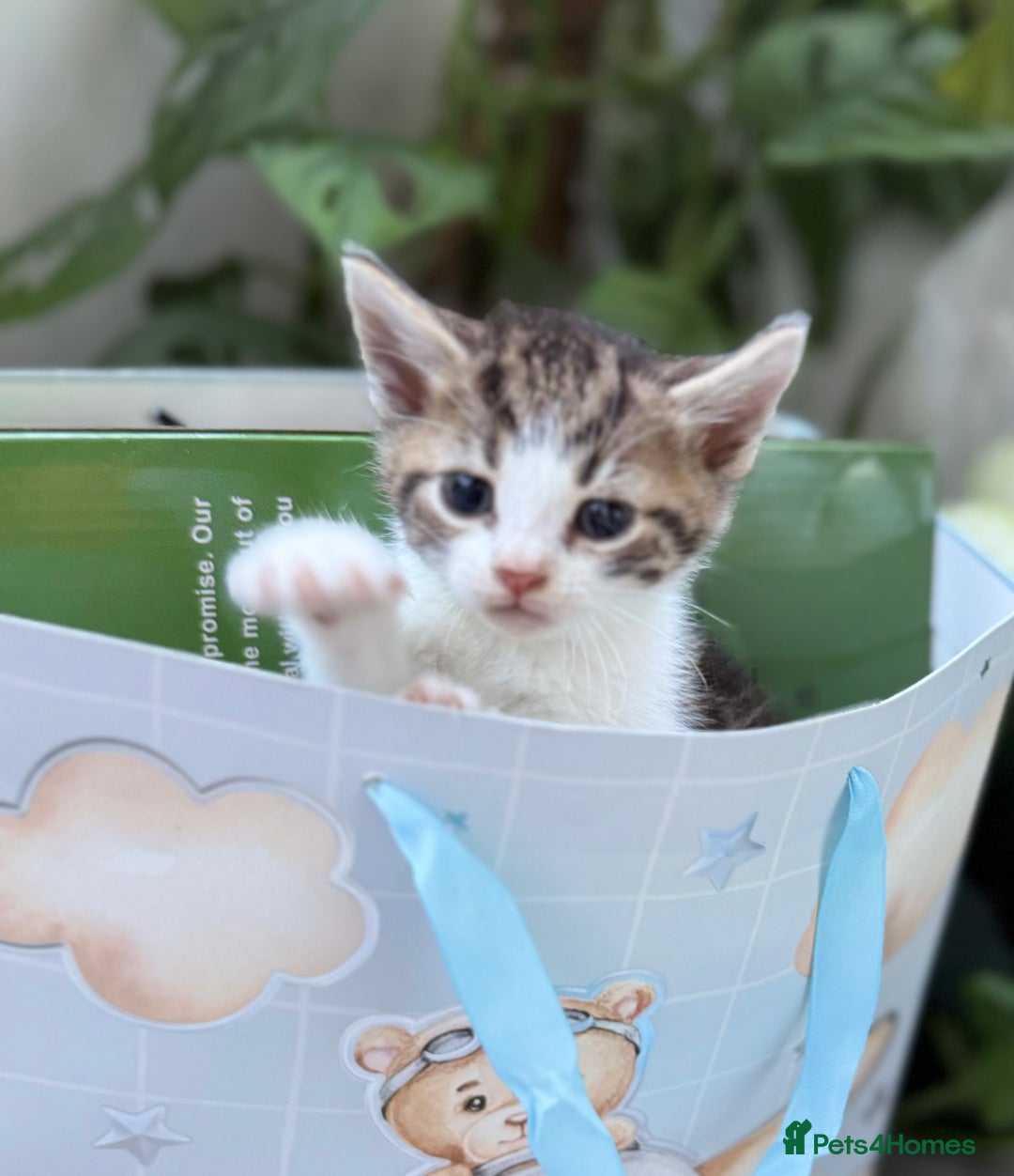 Mixed Breed cats for sale: Beautiful Mixed Breed kittens (plz see description - Image 12