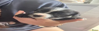 Mixed Breed 2