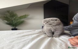 British Shorthair cats for sale: Beautiful BSH/Fold Kitten - Advert 3