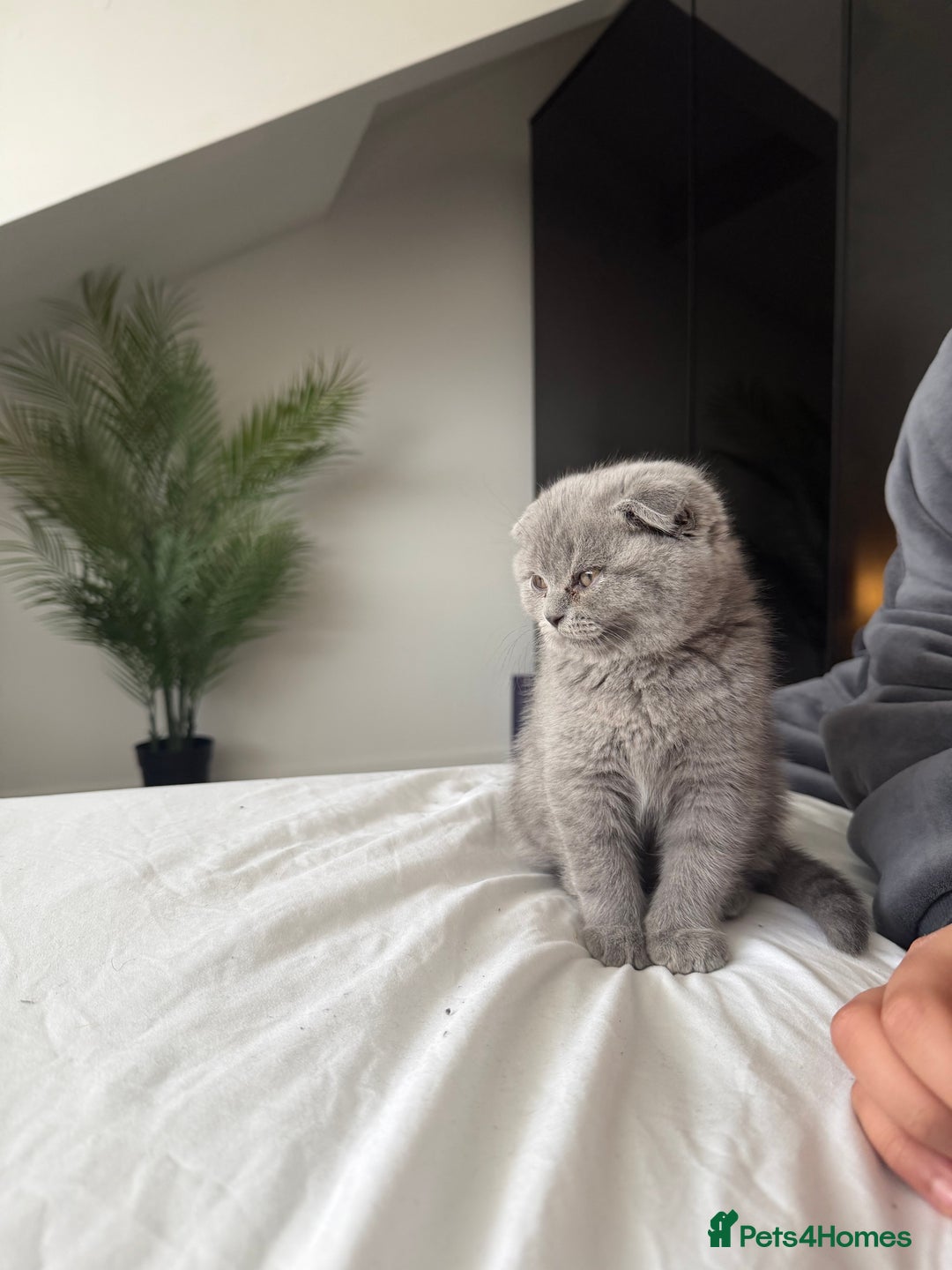 British Shorthair cats for sale: Beautiful BSH/Fold Kitten - Advert 3