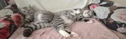British Shorthair cats for sale: Silver Spotted Bsh last boy available. - Advert 5