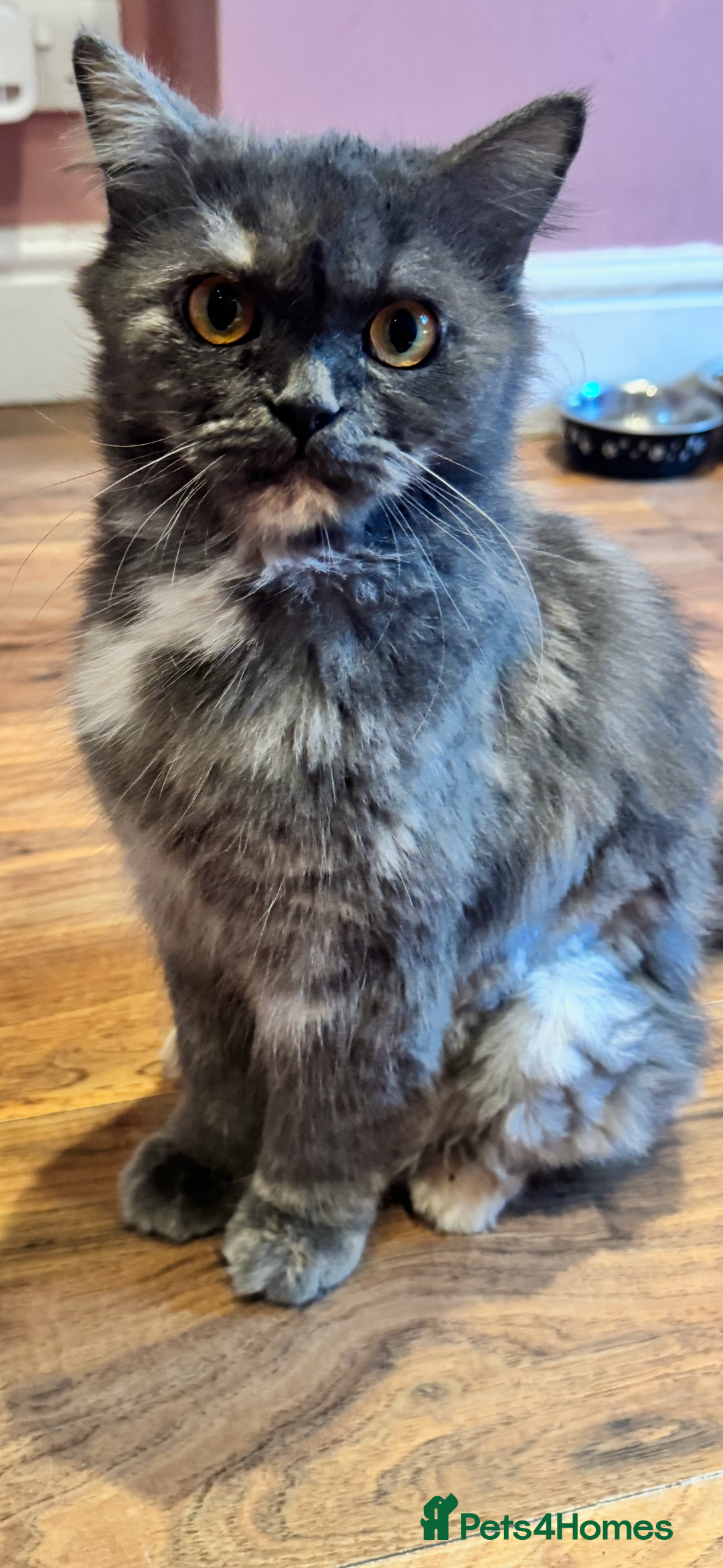 Maine Coon cats for sale: Main coon adorable kittens  - Advert 2