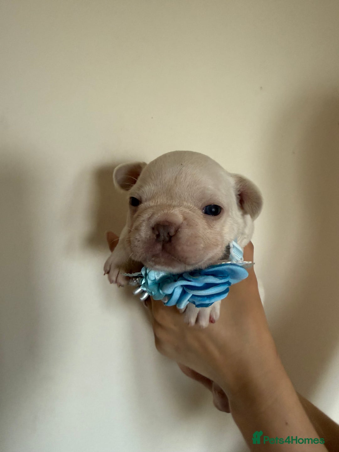 French Bulldog dogs for sale: Stunning platinum and lilac fawn boys and girls - Image 17