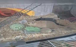 Gerbil rodents for sale: Gerbils for sale - Image 4