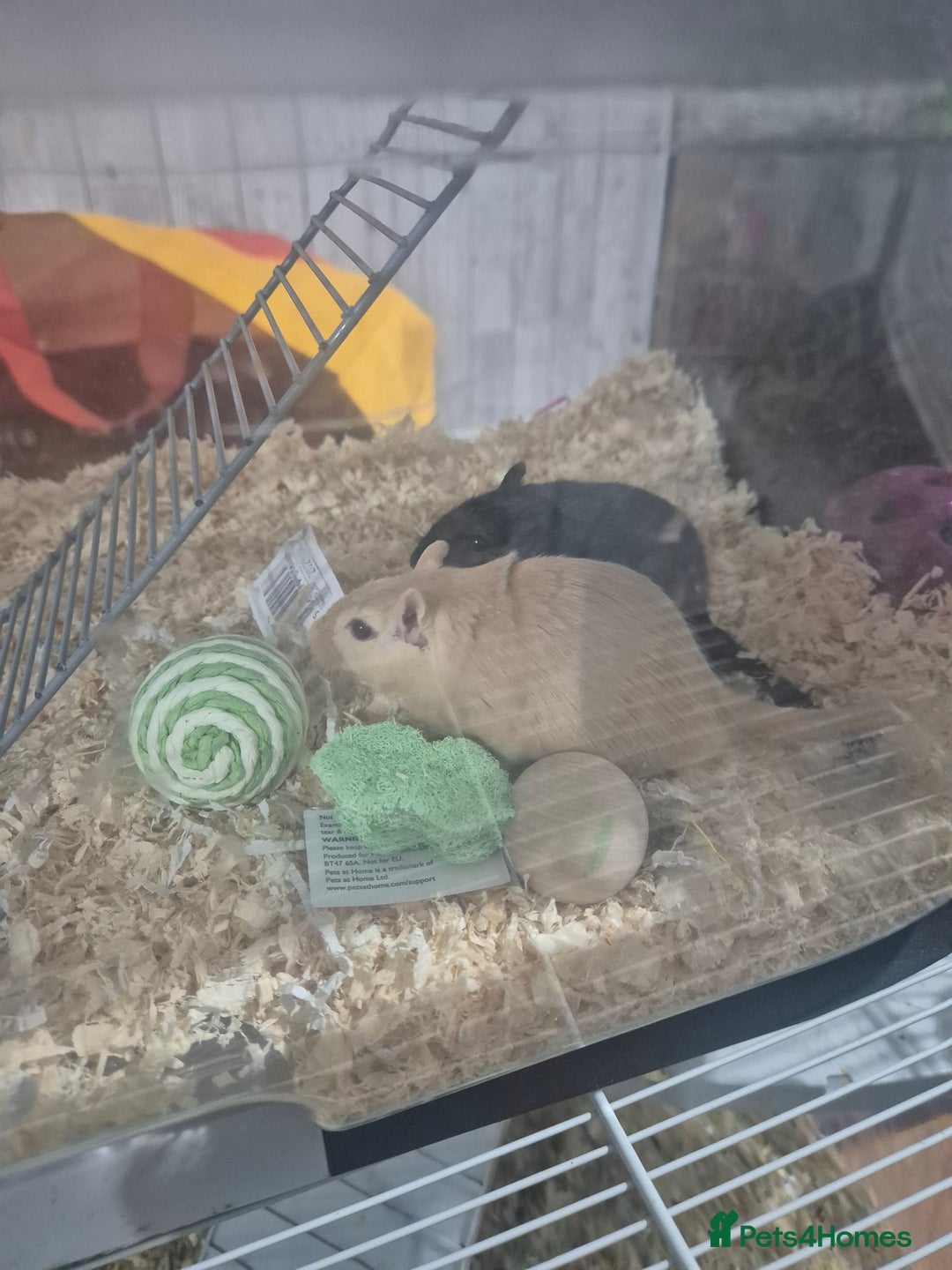 Gerbil rodents for sale: Gerbils for sale - Image 4