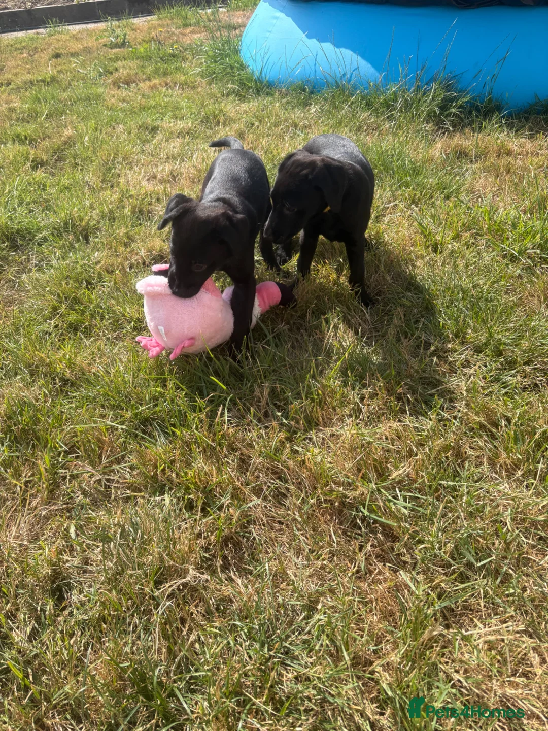 Labrador Retriever dogs for sale: 2 female black labs for sale  - Advert 2