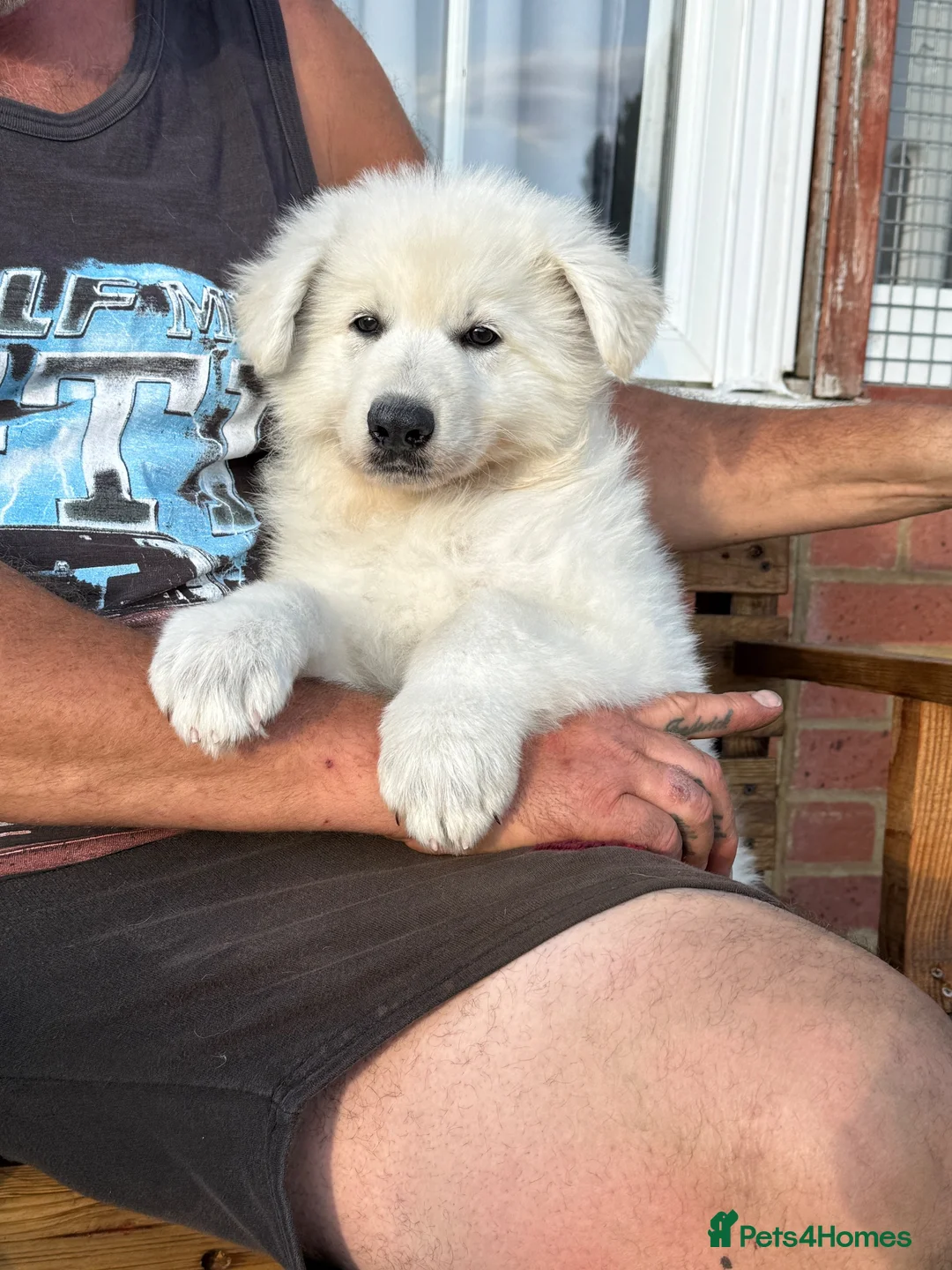 White Swiss Shepherd dogs for sale: Absolutely gorgeous  - Advert 1