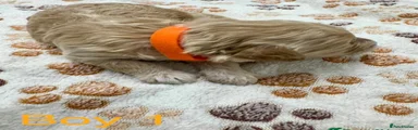Cockapoo 1