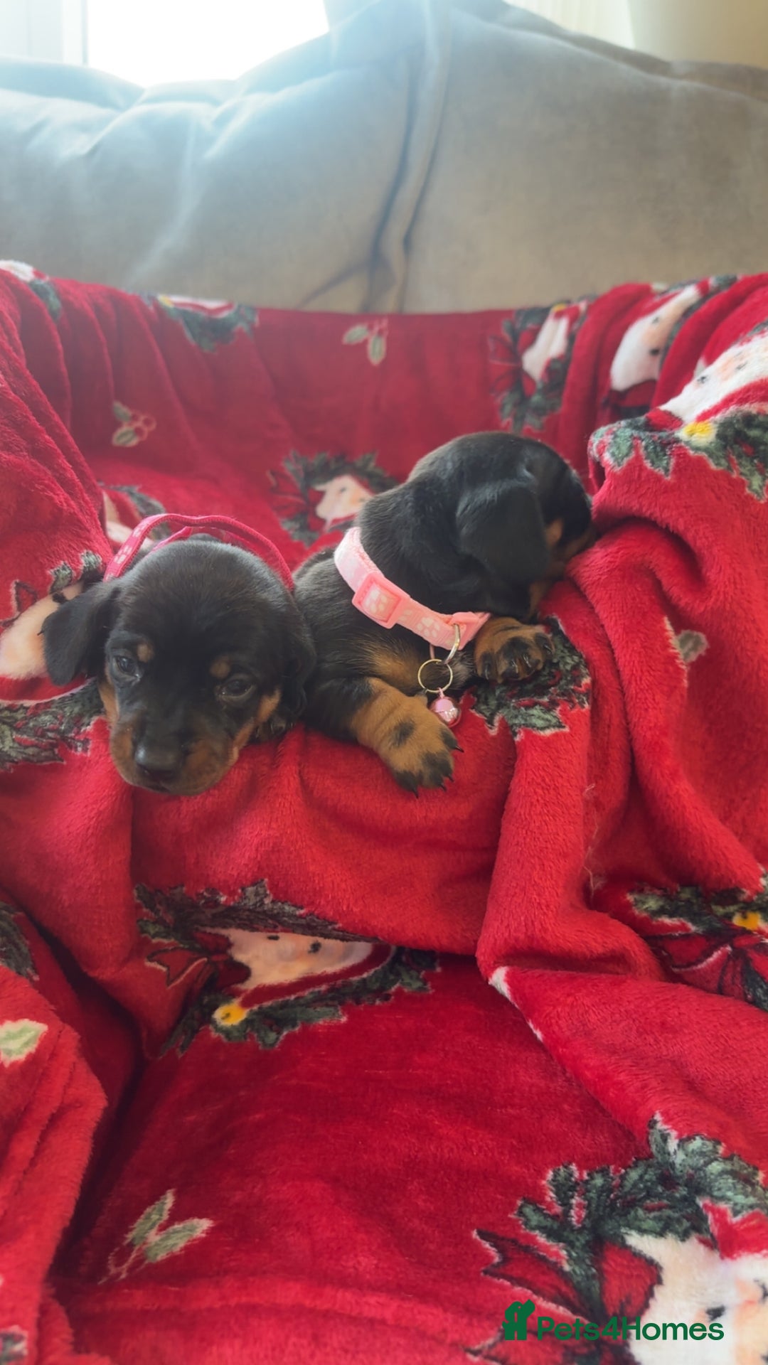 Dachshund dogs for sale: Lovely little Dashound puppies - Advert 7