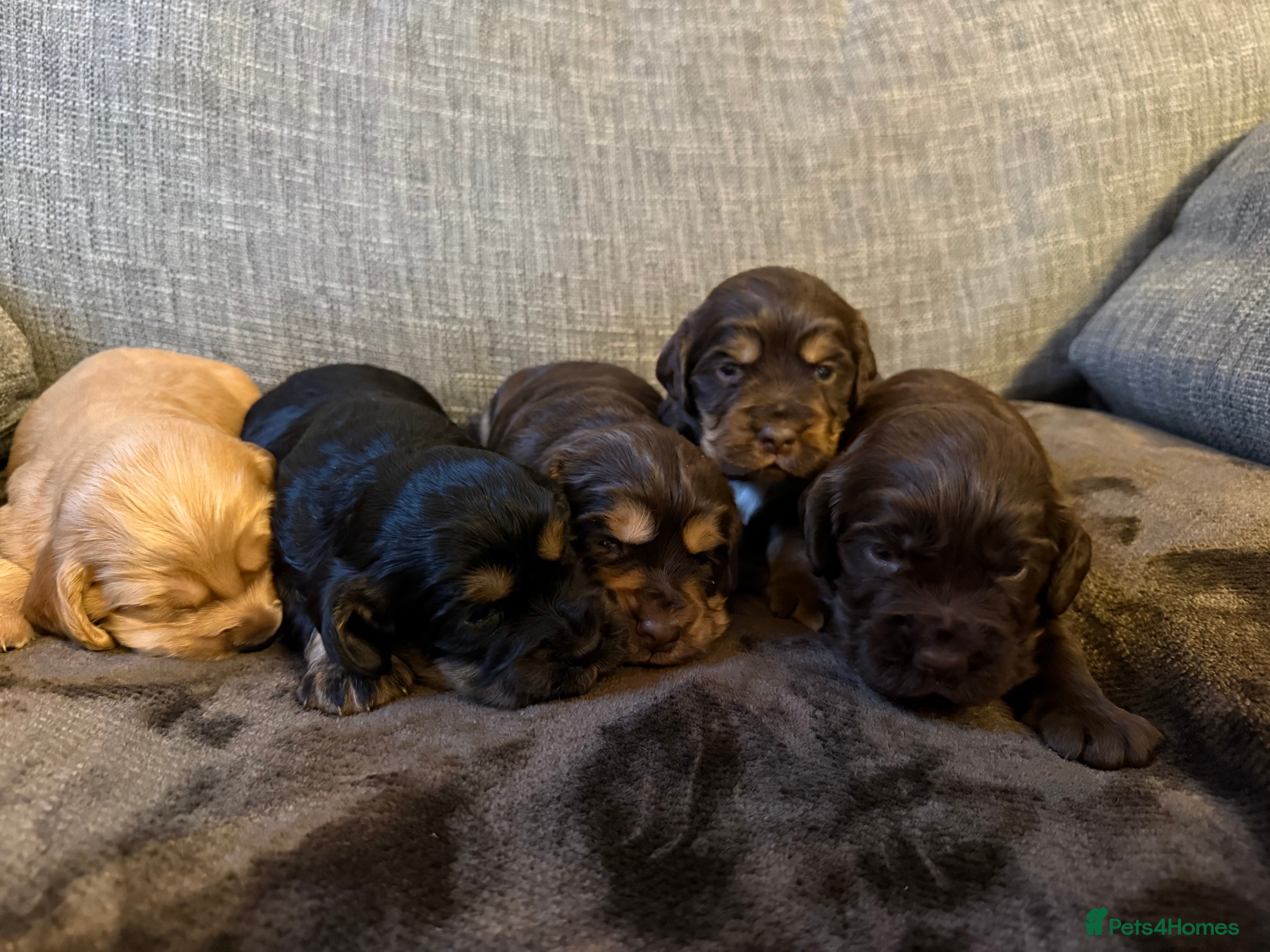 Cocker Spaniel dogs Working Cocker spaniel puppies  - Advert 3