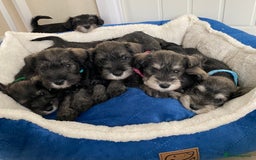 Miniature Schnauzer dogs for sale: Miniature Schnauzer Puppies-  - Image 4