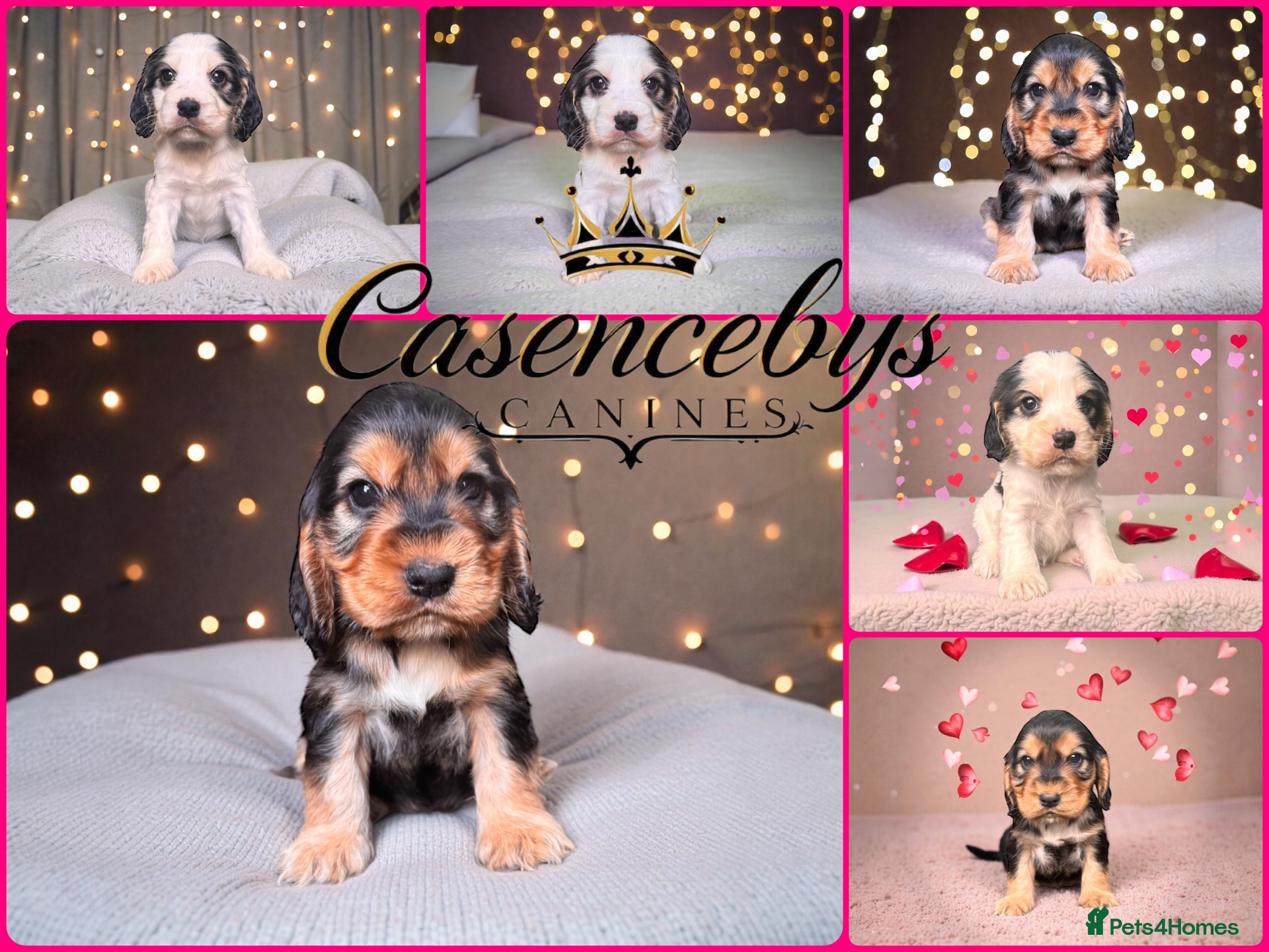 Cocker Spaniel dogs ❤️THE MOST INCREDIBLE DNA CLEAR SHOW SPANIELS❤️ - Advert 3