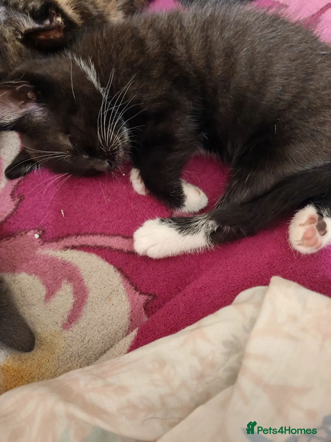 Mixed Breed cats for sale: Beautiful kittens for sale. - Advert 1