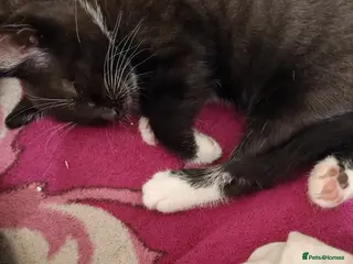 Mixed Breed cats Beautiful kittens for sale. - Advert 3