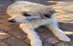 Mixed Breed dogs for adoption: Meet VICTOR - a superb big boy, for a Loving Home - Image 11