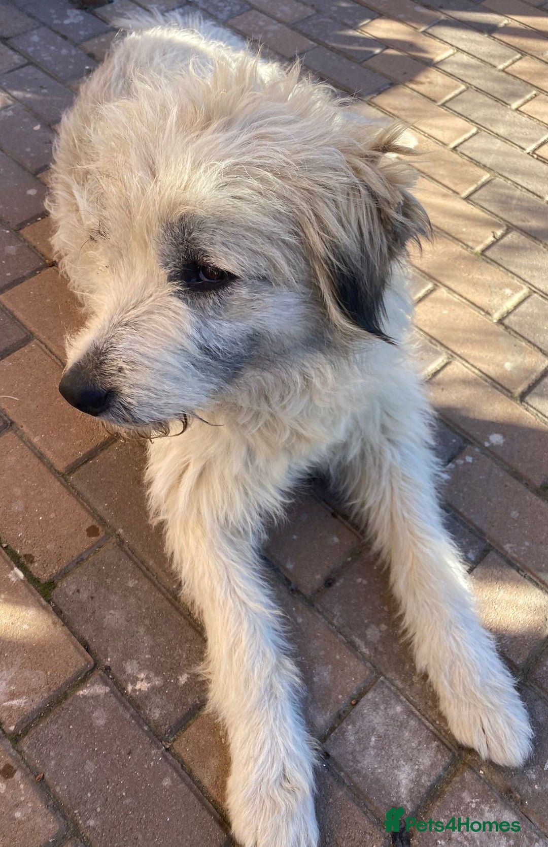Mixed Breed dogs for adoption: Meet VICTOR - a superb big boy, for a Loving Home - Image 11