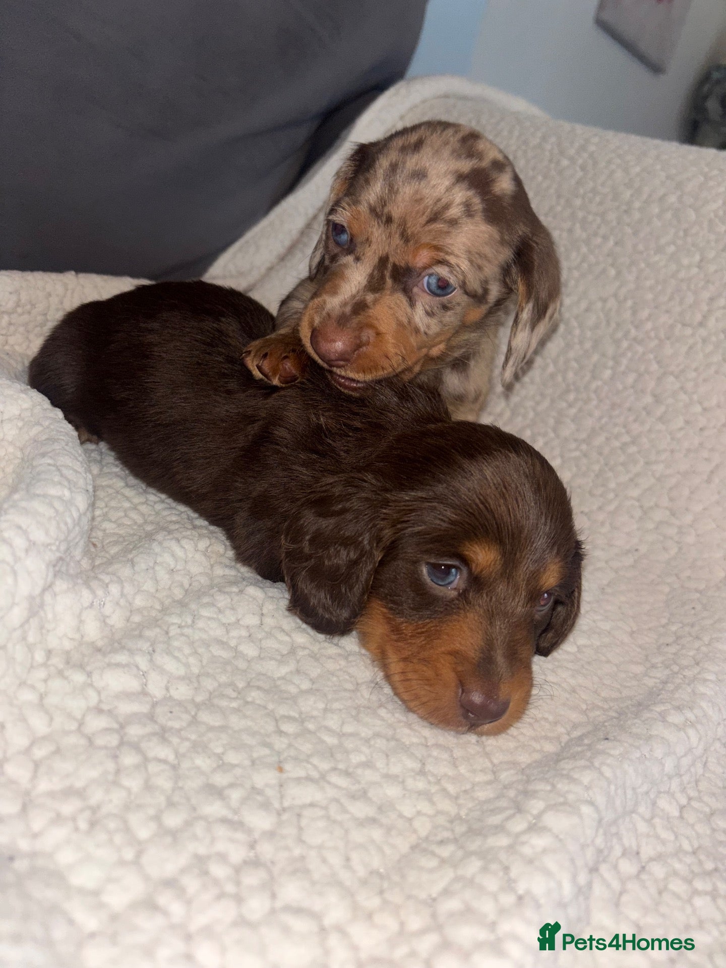 Miniature Dachshund dogs Kc Long haired Minature dachshund  - Advert 6