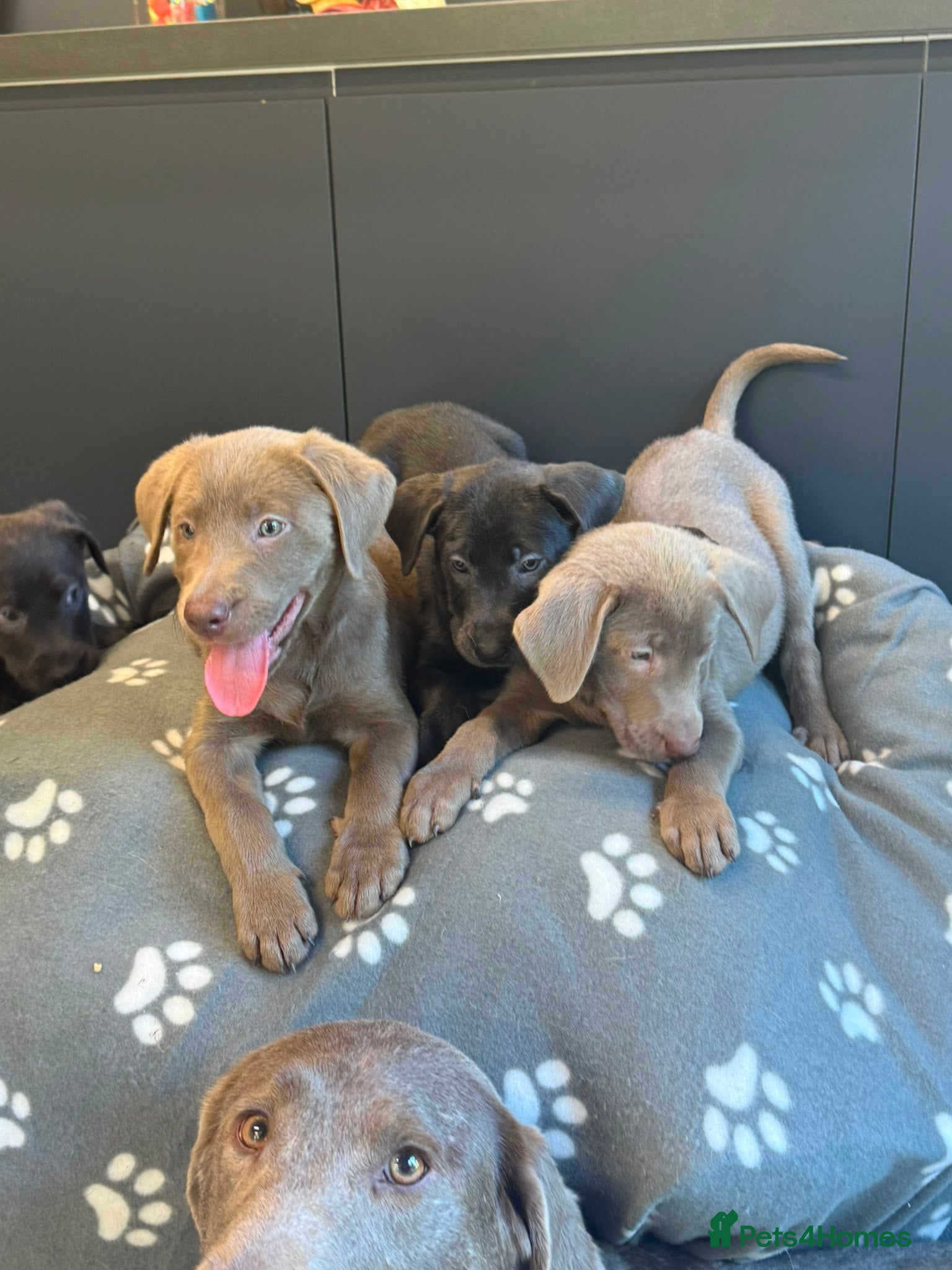 Labrador Retriever dogs Lovely Silver & Charcoal Labrador Puppies - Advert 2