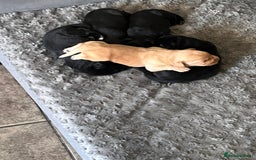 Labrador Retriever dogs for sale: Gorgeous Labrador puppies.  - Image 18