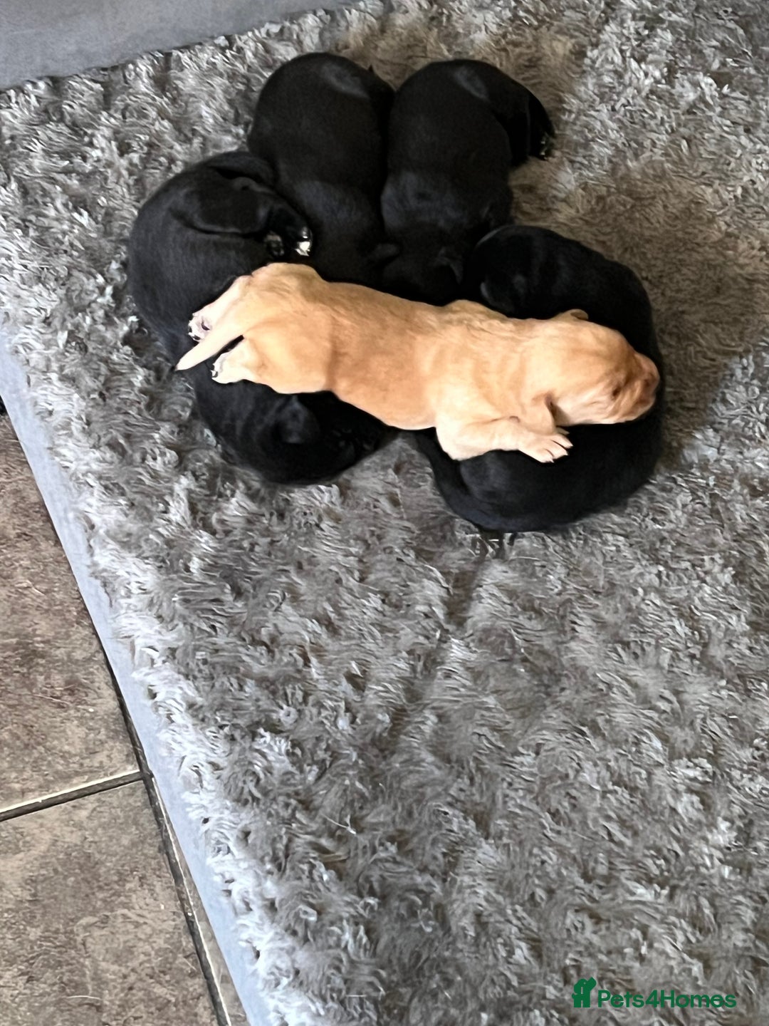 Labrador Retriever dogs for sale: Gorgeous Labrador puppies.  - Image 18