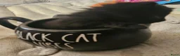 Domestic Shorthair cats for sale: 3 Beautiful Black Kittens - Advert 11